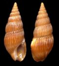 Crassopleura maravignae